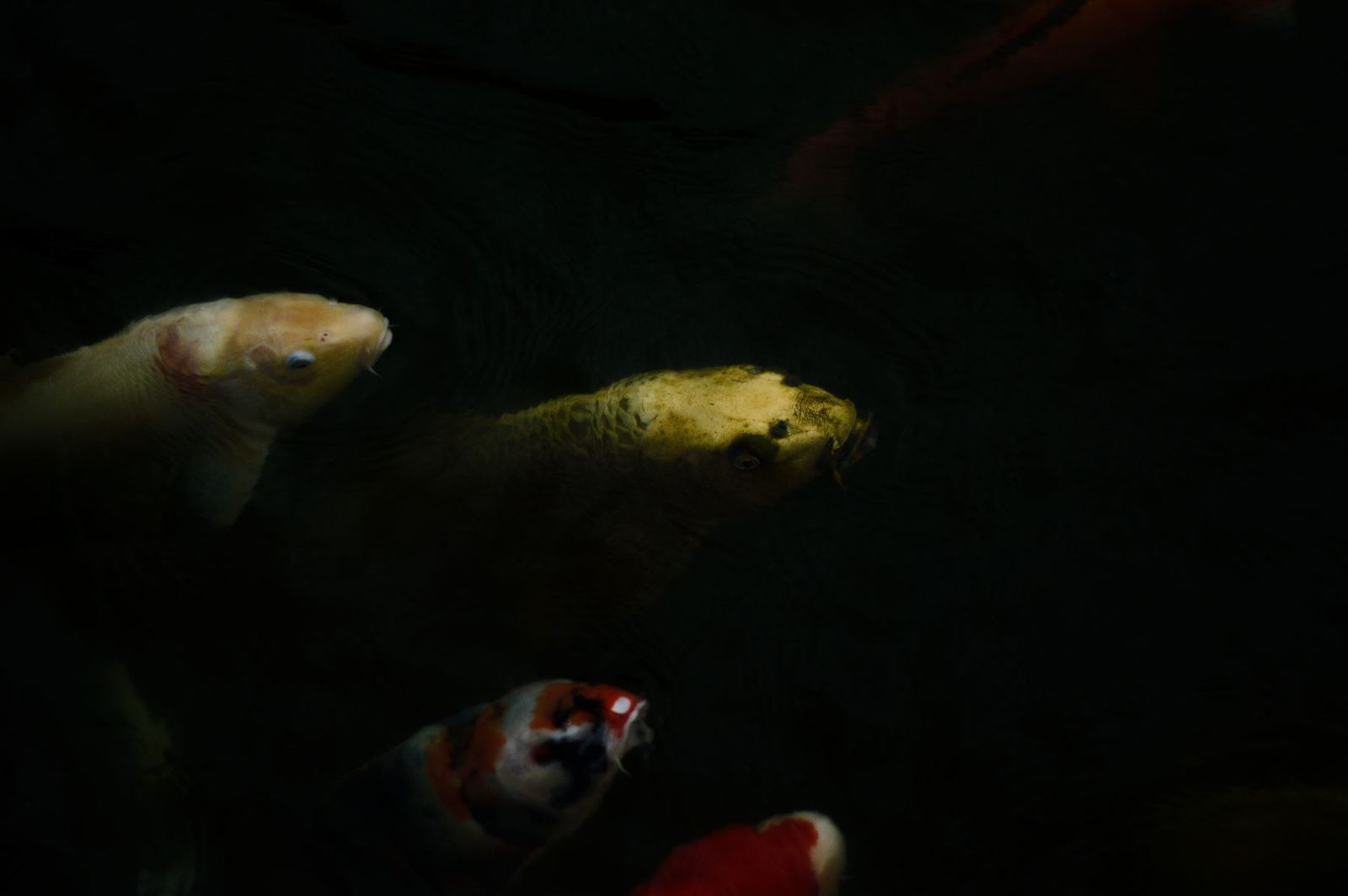 Koi in very dark water