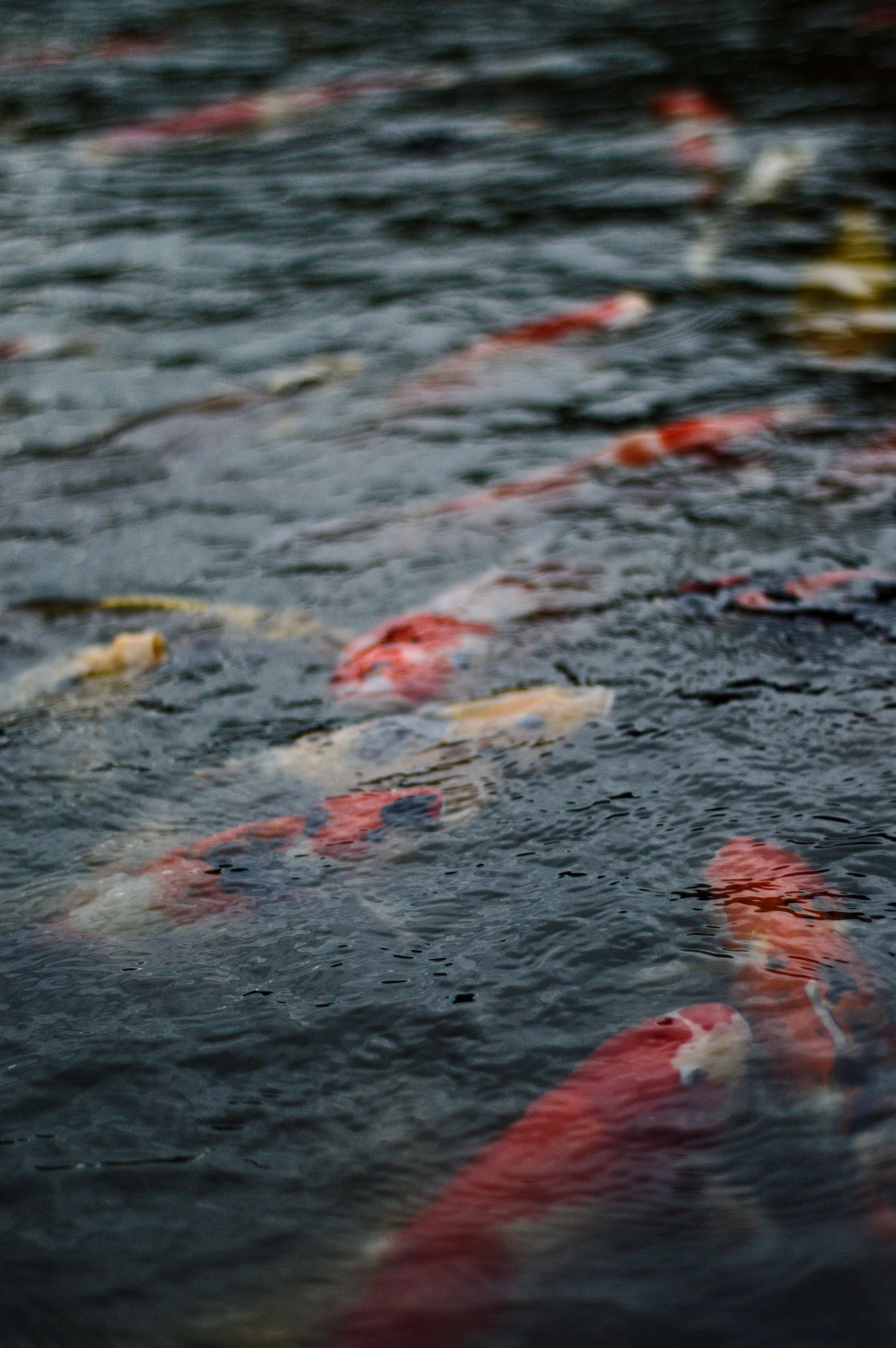 Koi swimming against the current in clear water
