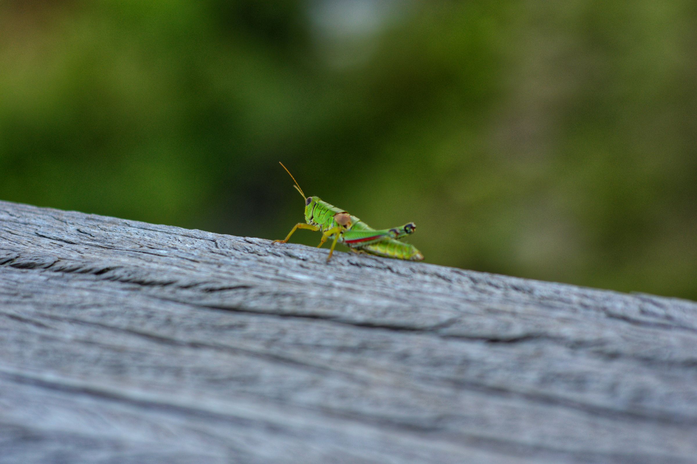 A grasshopper resting on a railing