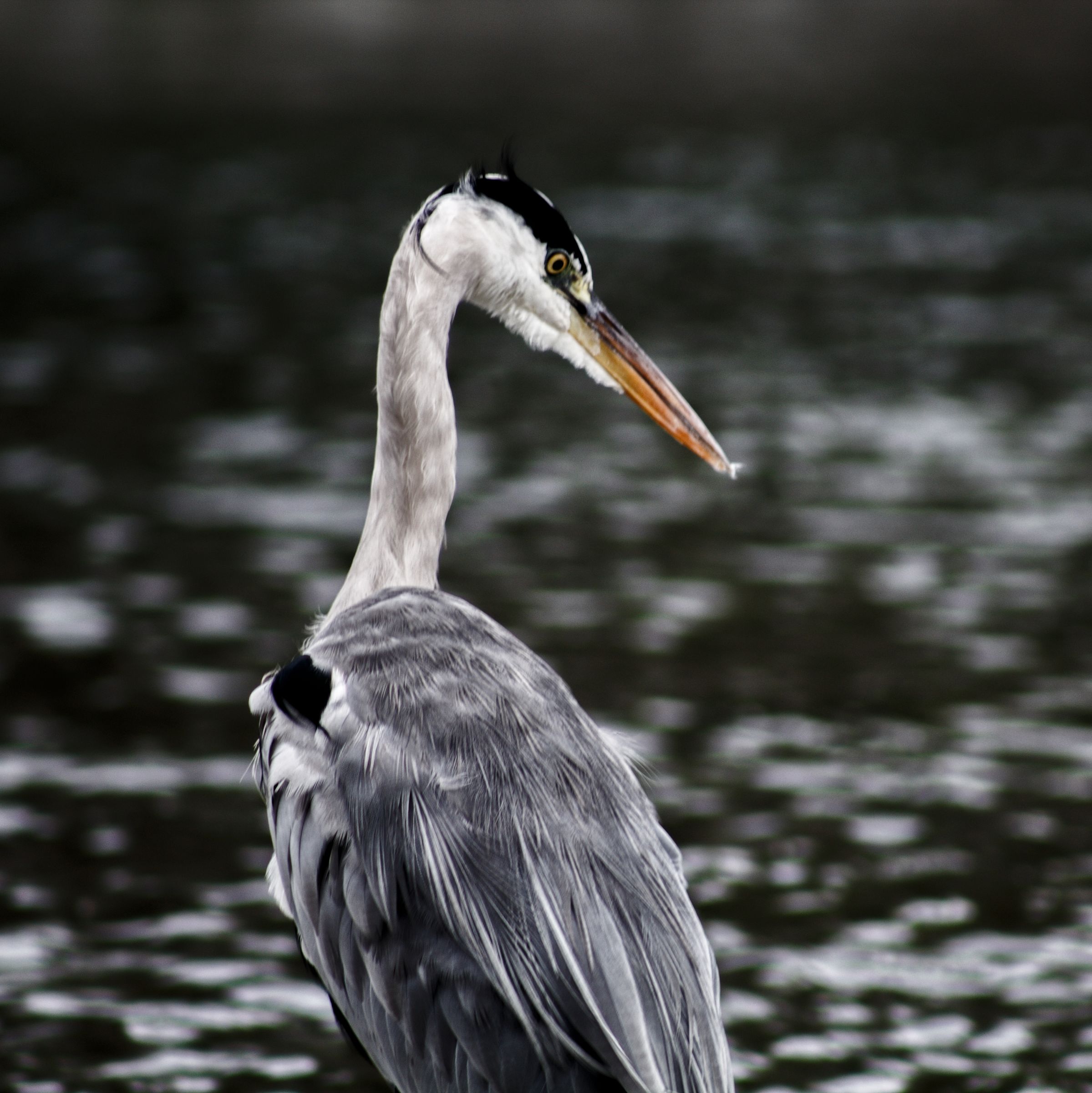 A grey heron standing at the water's edge