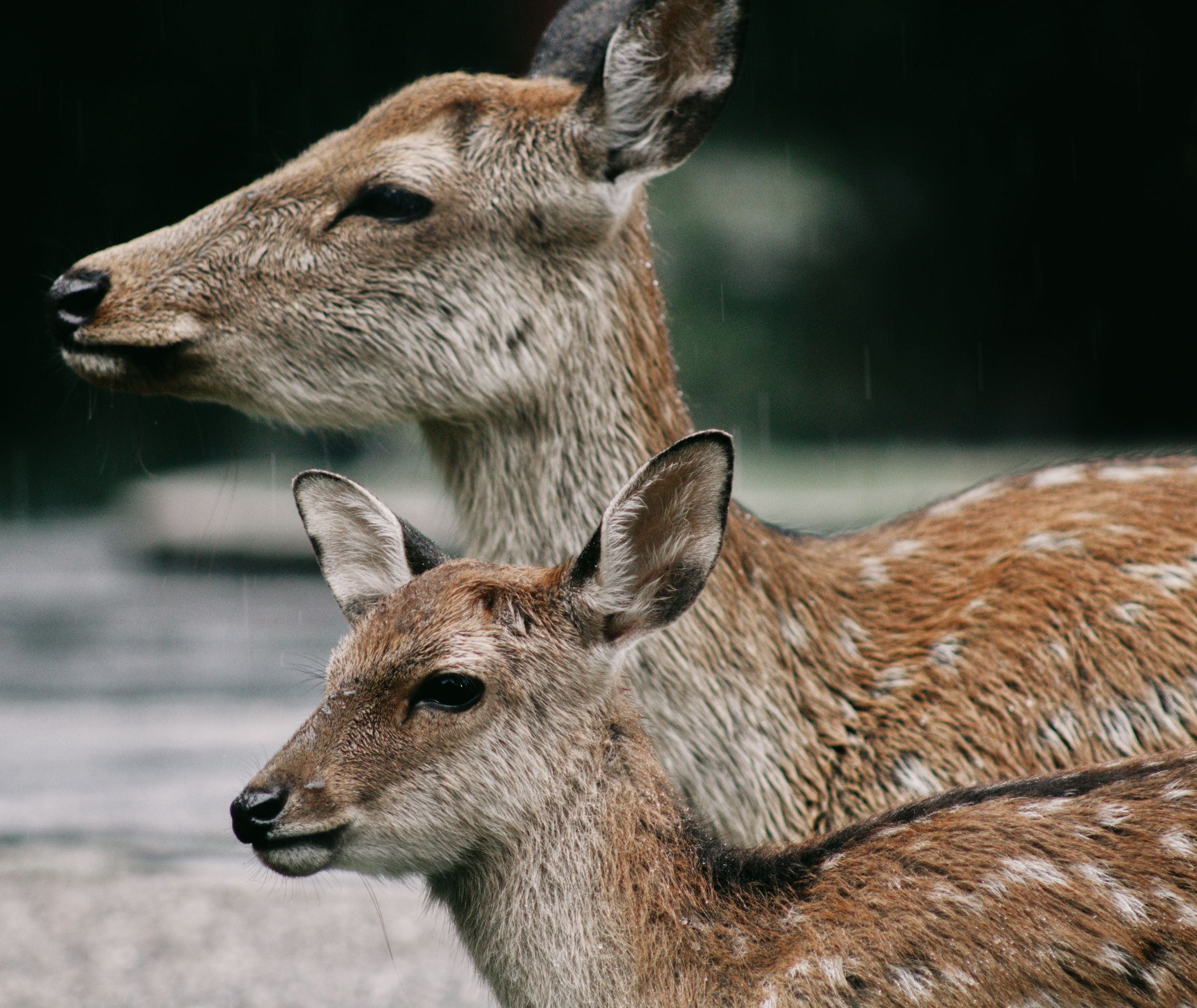 A doe and a young deer side by side
