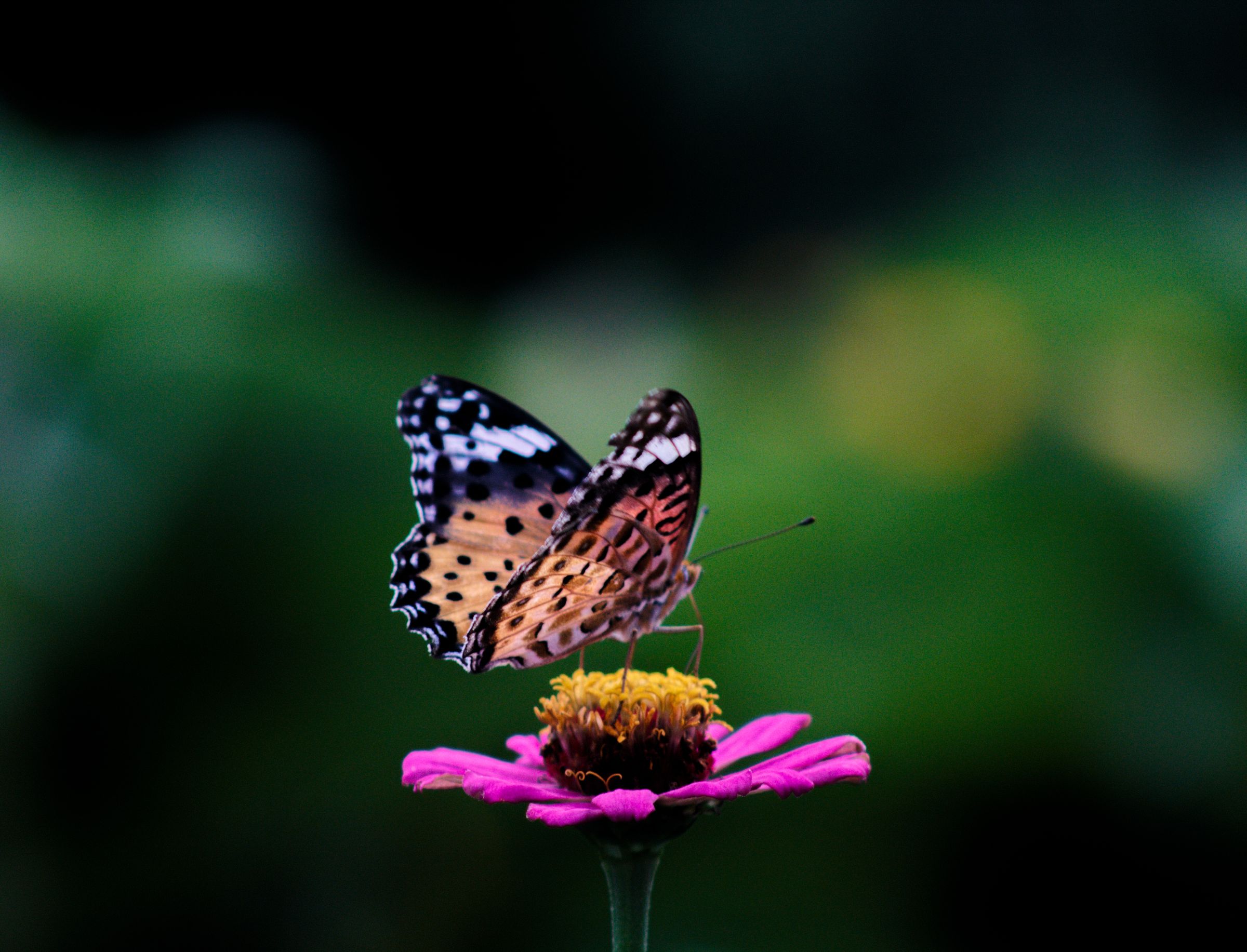 A painted lady butterfly feeding on a zinnia flower